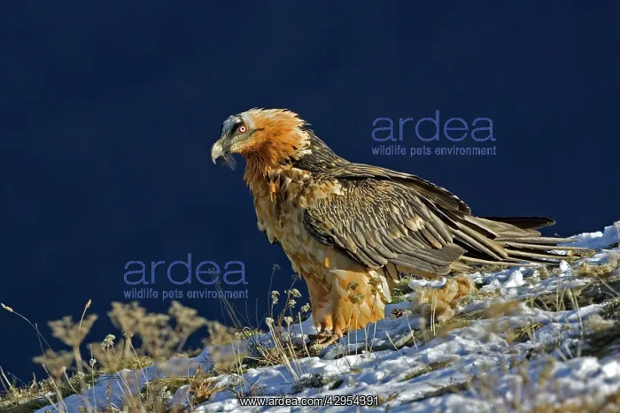 : Lammergeier - Standing on snow covered slope - close up : Lammergeier - Standing on snow covered slope - close up