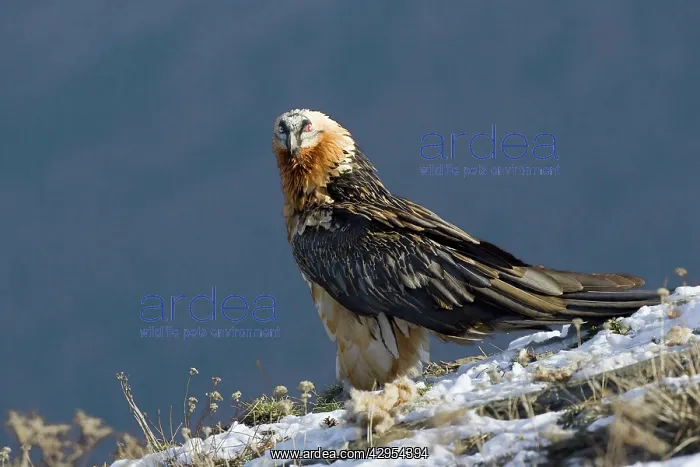 : Lammergeier - Standing on snow covered slope - close up : Lammergeier - Standing on snow covered slope - close up