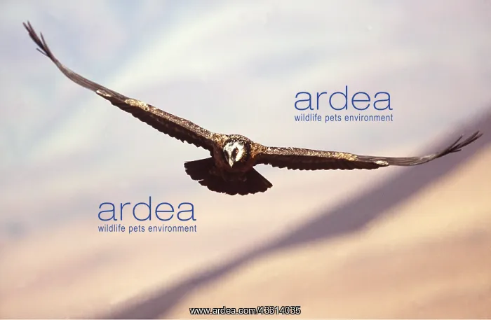 : LAMMERGEIER - sub-adult in flight : LAMMERGEIER - sub-adult in flight
