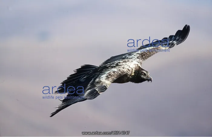 : LAMMERGEIER - sub-adult, in flight : LAMMERGEIER - sub-adult, in flight