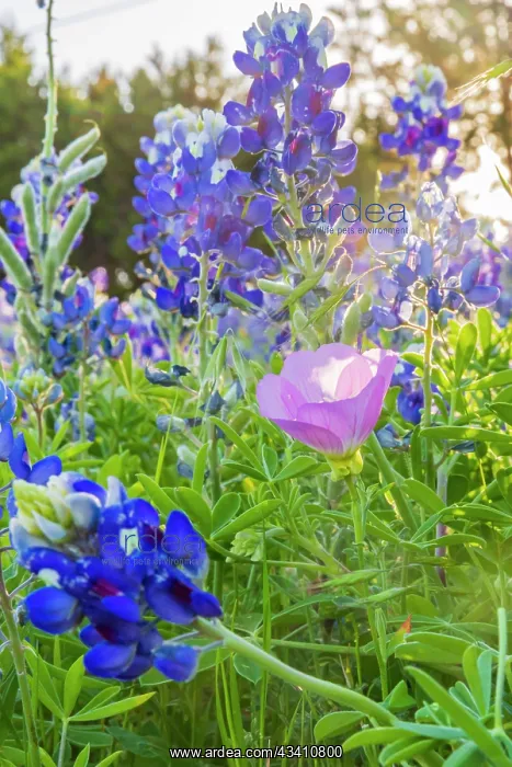 : Lampasas, Texas, USA. Pink Evening Primrose and : Lampasas, Texas, USA. Pink Evening Primrose and