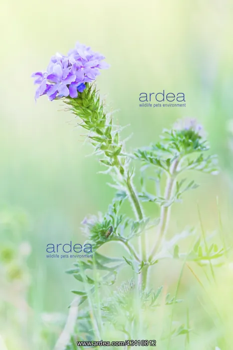 : Lampasas, Texas, USA. Prairie Verbena wildflowers : Lampasas, Texas, USA. Prairie Verbena wildflowers