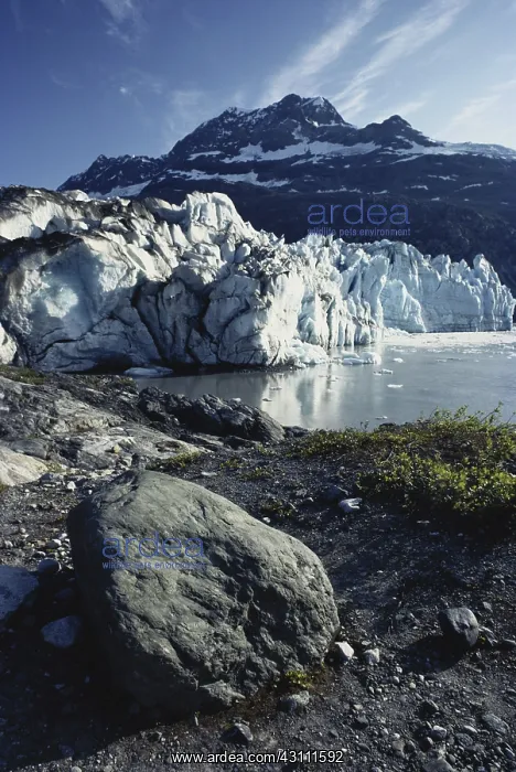 : Lamplugh Glacier : Lamplugh Glacier