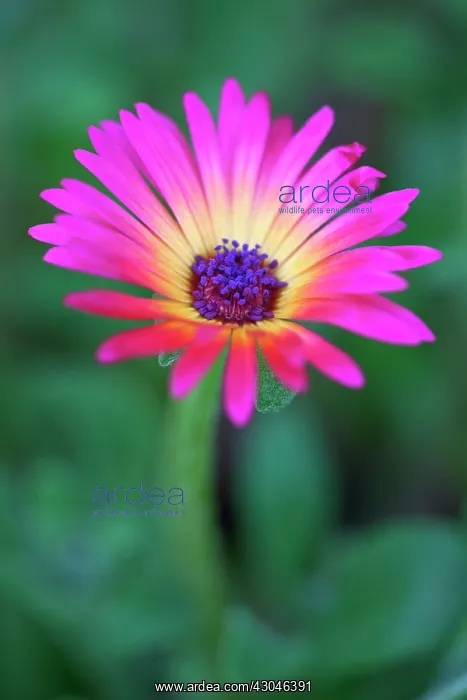 : Lampranthus : Lampranthus