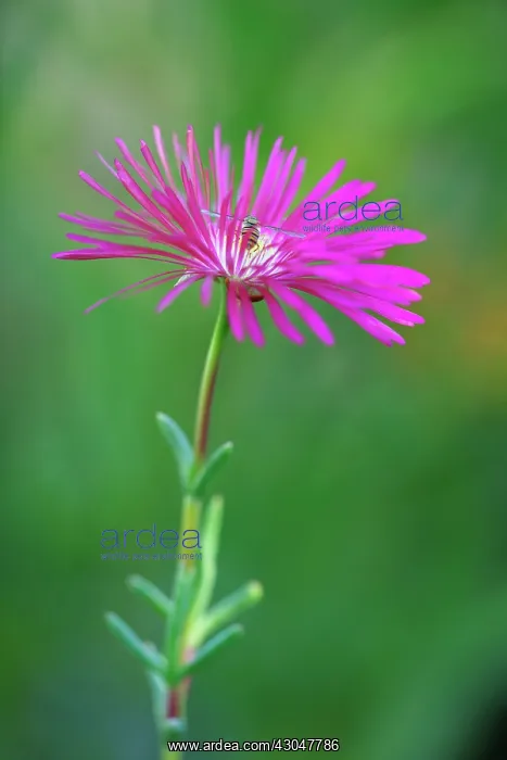 : Lampranthus : Lampranthus