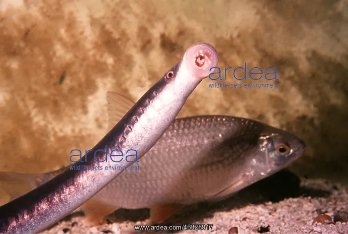 : LAMPREY : LAMPREY