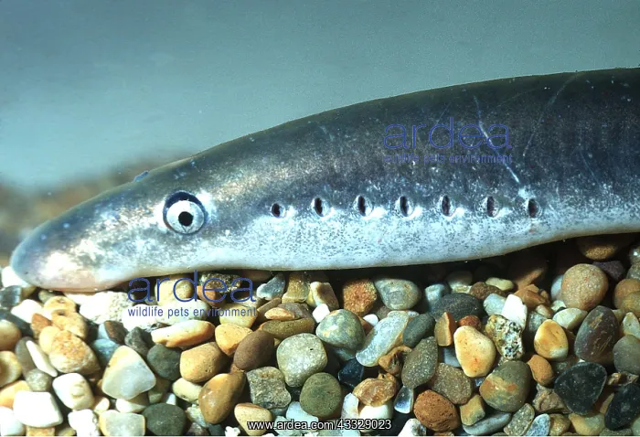 : LAMPREY : LAMPREY
