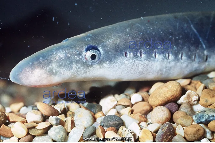 : LAMPREY FISH - close up head & gills : LAMPREY FISH - close up head & gills