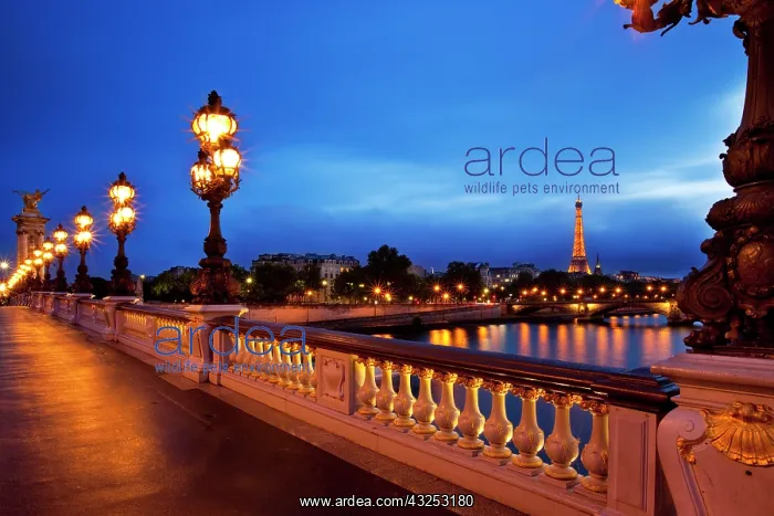 : Lamps along Pont Alexandre III over River : Lamps along Pont Alexandre III over River