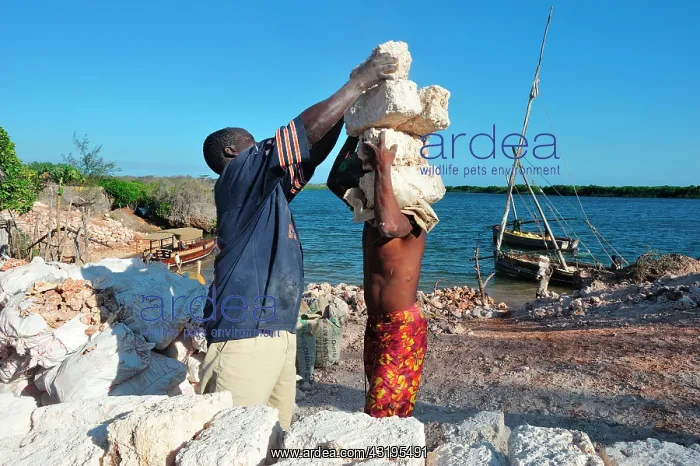 : for Lamu or some other towns of the Kenyan coast : for Lamu or some other towns of the Kenyan coast