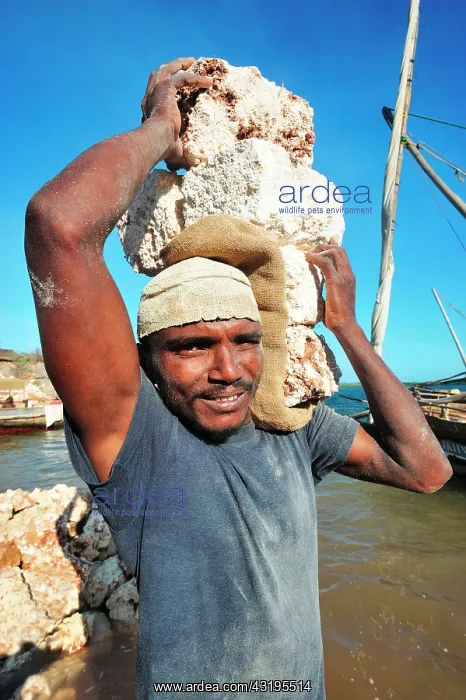 : for Lamu or some other towns of the Kenyan coast : for Lamu or some other towns of the Kenyan coast
