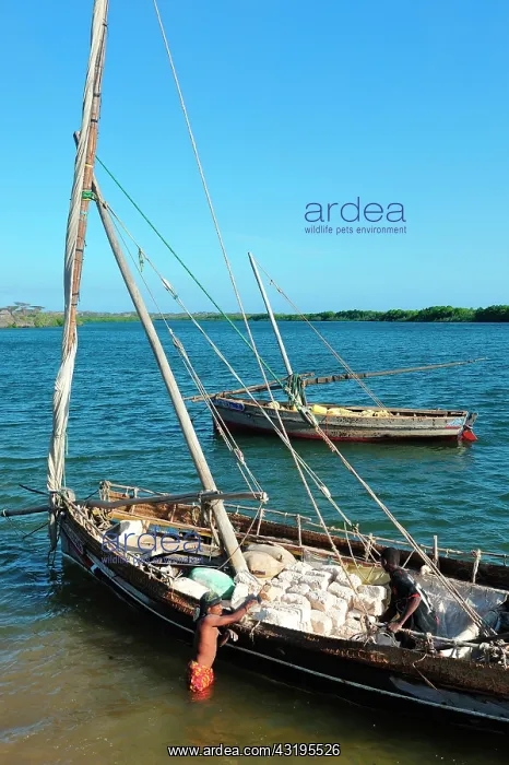 : for Lamu or some other towns of the Kenyan coast : for Lamu or some other towns of the Kenyan coast