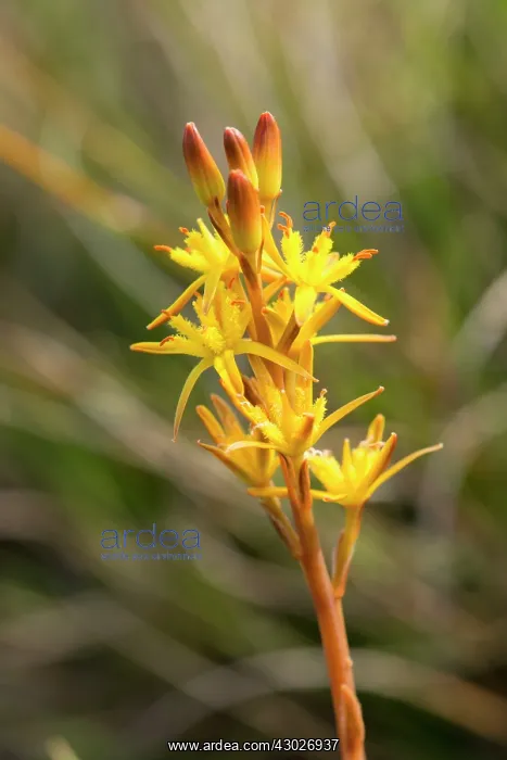  : Lancashire  /  Bog  /  Bastard Asphodel
