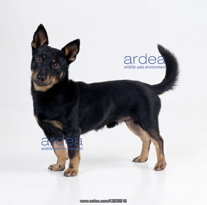 : Lancashire Heeler Dog : Lancashire Heeler Dog