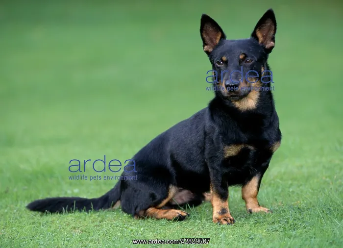 : Lancashire Heeler Dog - Sitting on grass : Lancashire Heeler Dog - Sitting on grass