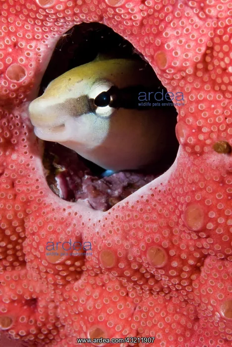 : Lance blenny fish peering out of hole in