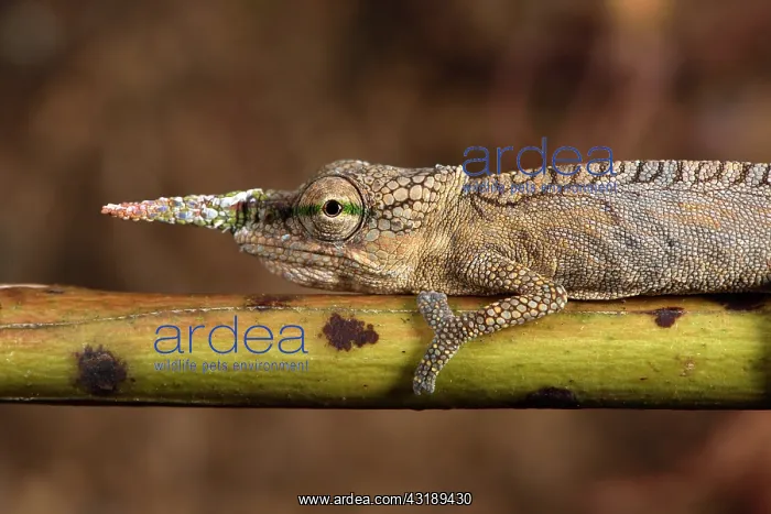 : Lance-nosed chameleon (Calumma gallus) male on a : Lance-nosed chameleon (Calumma gallus) male on a