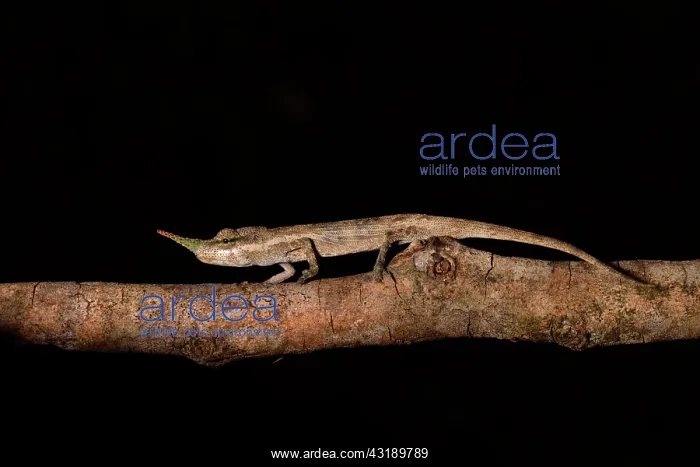 : Lance-nosed chameleon (Calumma gallus) male on a : Lance-nosed chameleon (Calumma gallus) male on a