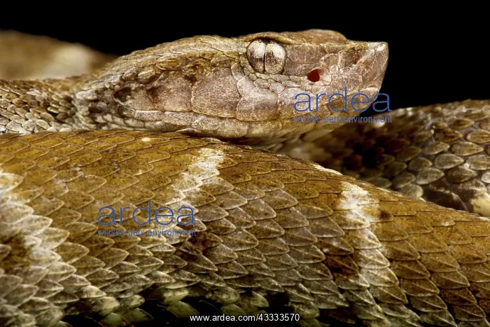 : Lancehead (Bothrops atrox), on black background : Lancehead (Bothrops atrox), on black background