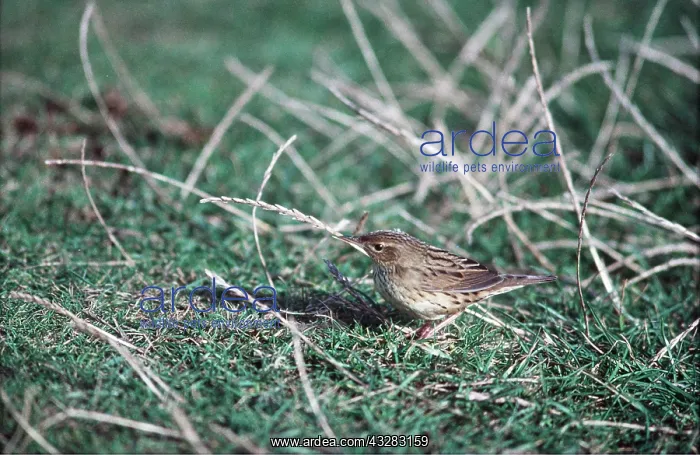 : LANCEOLATED WARBLER : LANCEOLATED WARBLER