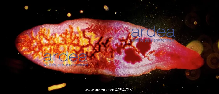 : Lancet Liver Fluke : Lancet Liver Fluke