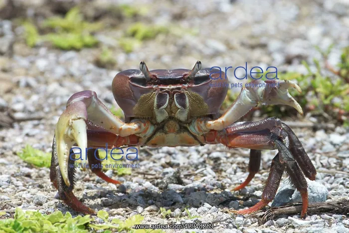 : Land crab - on Pulu Keeling National Park, the : Land crab - on Pulu Keeling National Park, the