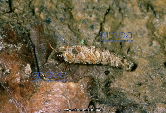 : Land Dwelling CADDIS FLY : Land Dwelling CADDIS FLY