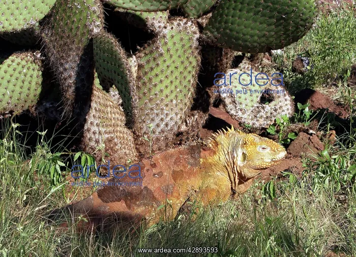 : Land Iguana : Land Iguana