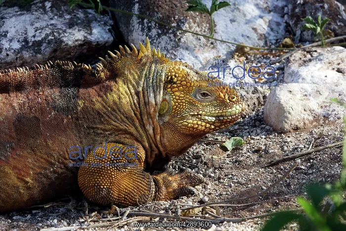 : Land Iguana : Land Iguana