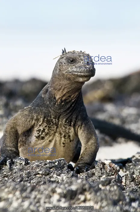 : Land iguana : Land iguana