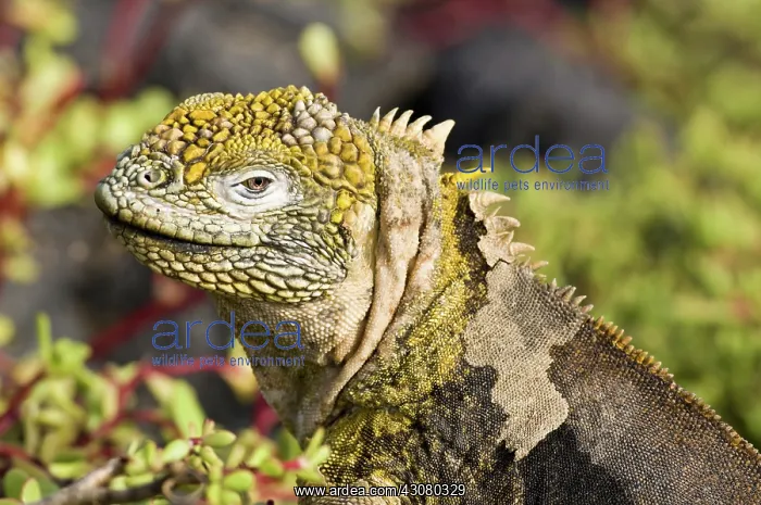 : Land Iguana : Land Iguana