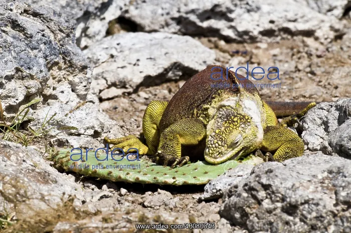  : Land Iguana