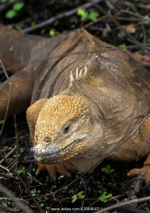 : Land Iguana : Land Iguana
