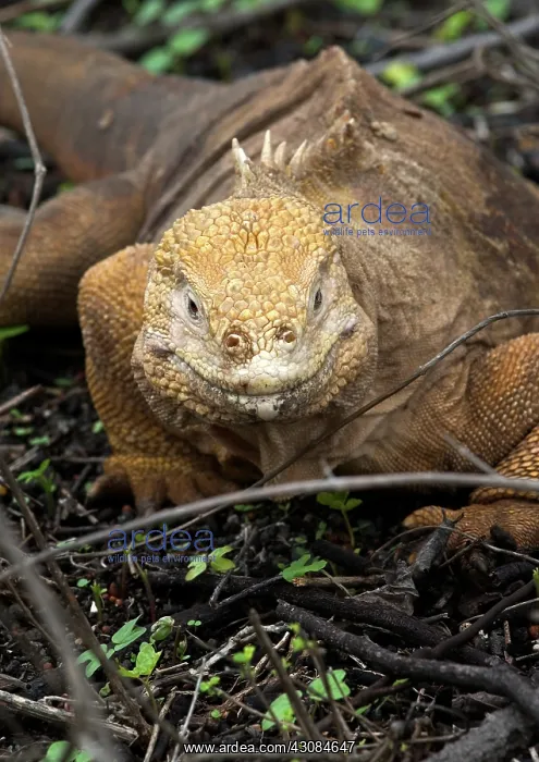 : Land Iguana : Land Iguana