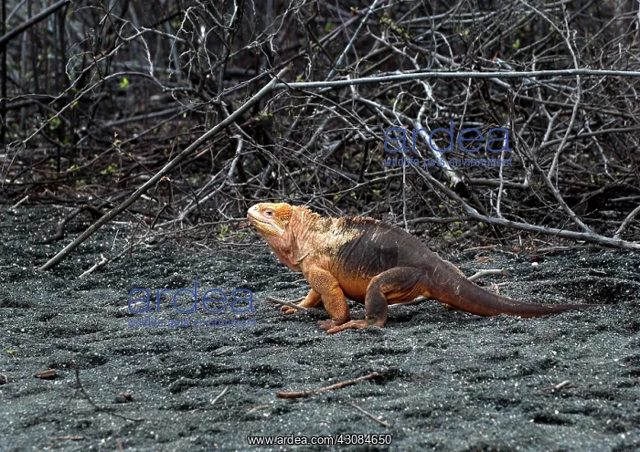 : Land Iguana : Land Iguana