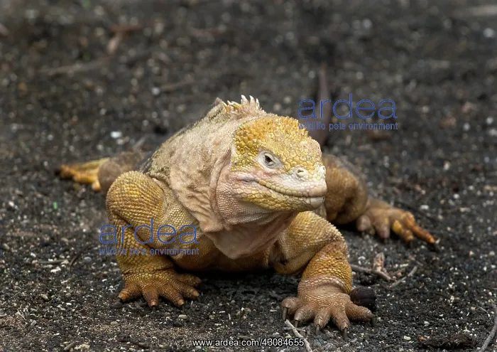 : Land Iguana : Land Iguana