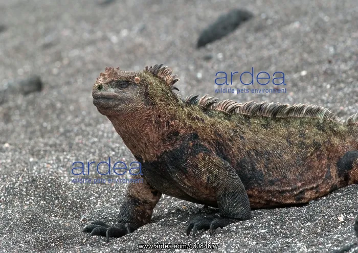 : Land Iguana : Land Iguana
