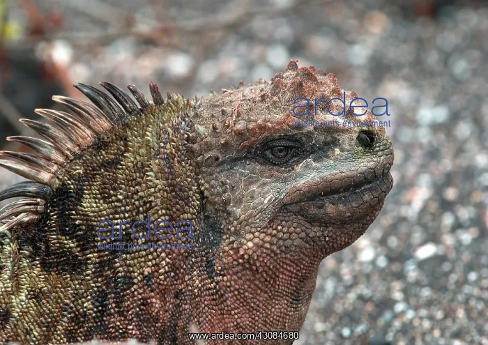 : Land Iguana : Land Iguana