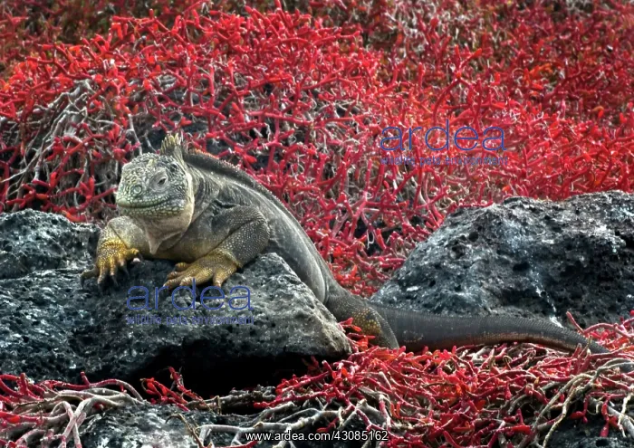 : Land Iguana : Land Iguana