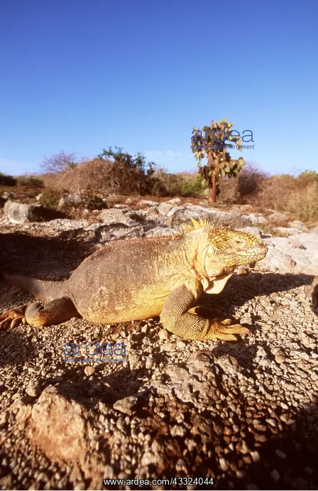 : LAND IGUANA : LAND IGUANA