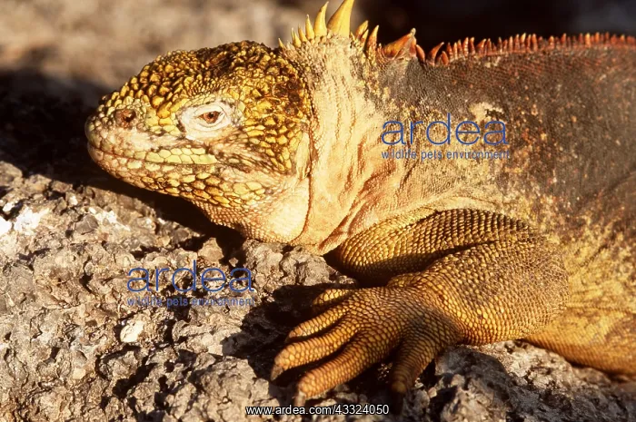 : LAND IGUANA - C / U HEAD & SIDE : LAND IGUANA - C / U HEAD & SIDE