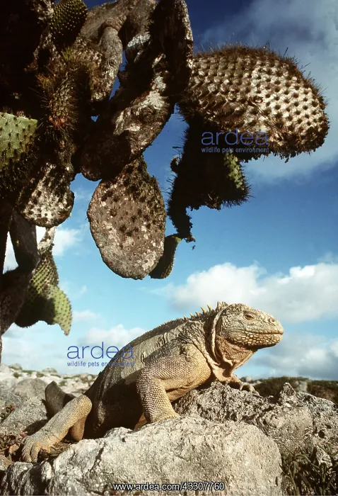 : Land Iguana by cactus : Land Iguana by cactus