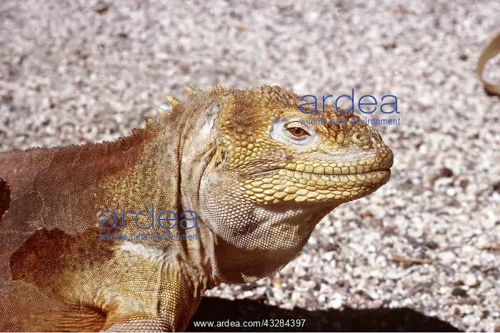 : LAND IGUANA - close up of head : LAND IGUANA - close up of head