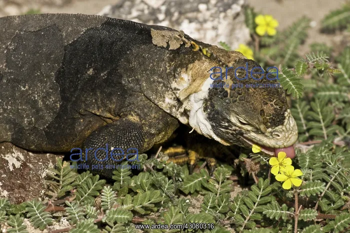 : Land Iguana eating : Land Iguana eating