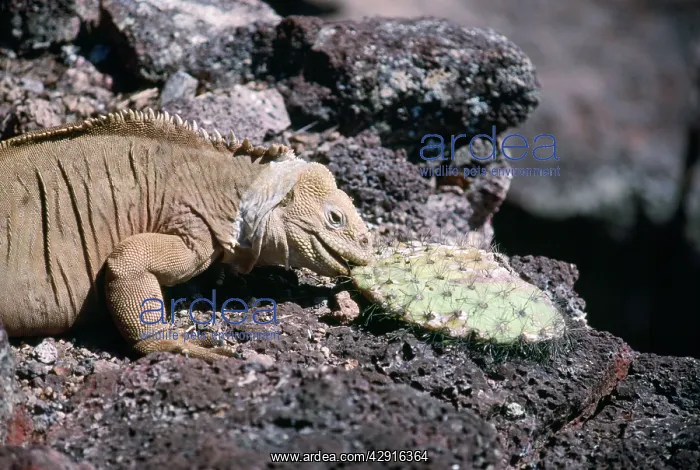: LAND IGUANA - EATING CACTUS : LAND IGUANA - EATING CACTUS