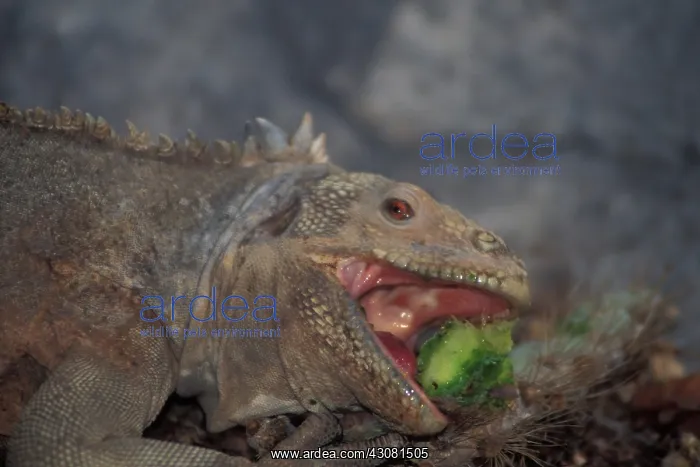 : Land Iguana eating cactus : Land Iguana eating cactus