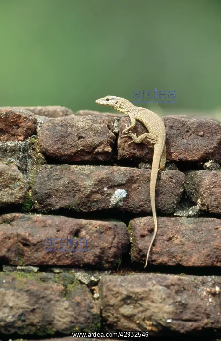  : Land Monitor  /  Common Indian MONITOR LIZARD