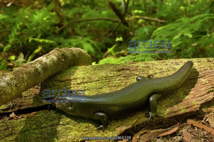 : Land Mullet - adult takes a sunbath : Land Mullet - adult takes a sunbath