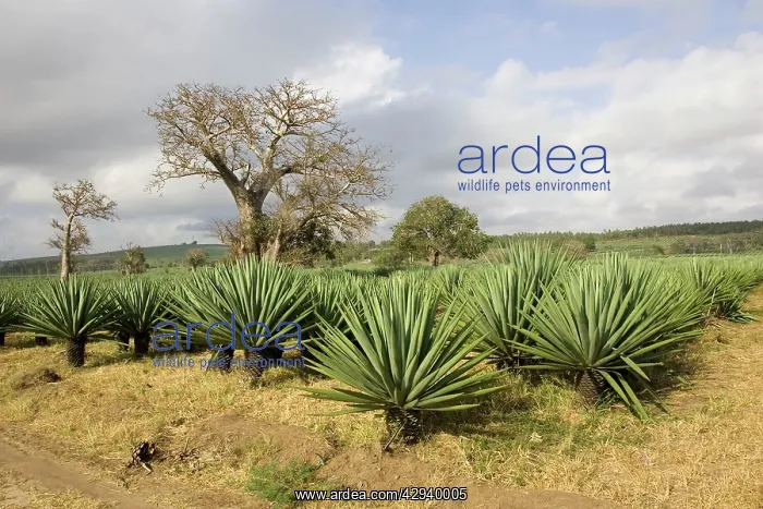 : Land recently cleared for sisal plantation with : Land recently cleared for sisal plantation with