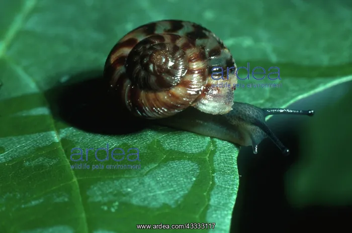 : Land Snail on Leaf : Land Snail on Leaf